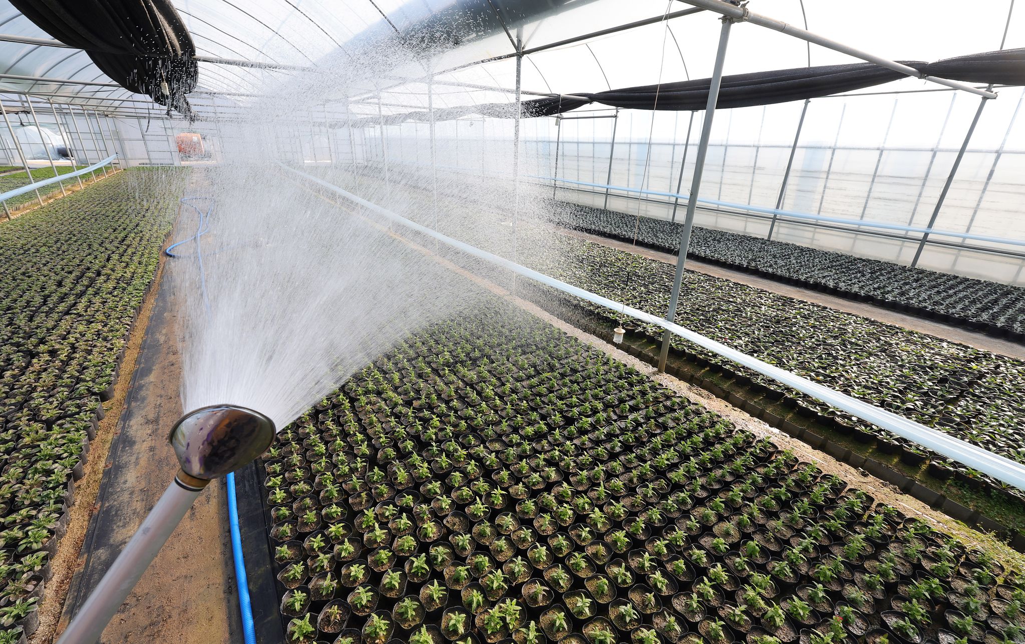 입춘을 하루앞둔 3일 오후 덕은양묘장에서 꽃모종에 물을 주는 모습. 이 꽃 모종은 오는 봄 서울시 곳곳의 공원에 심어질 예정이다.