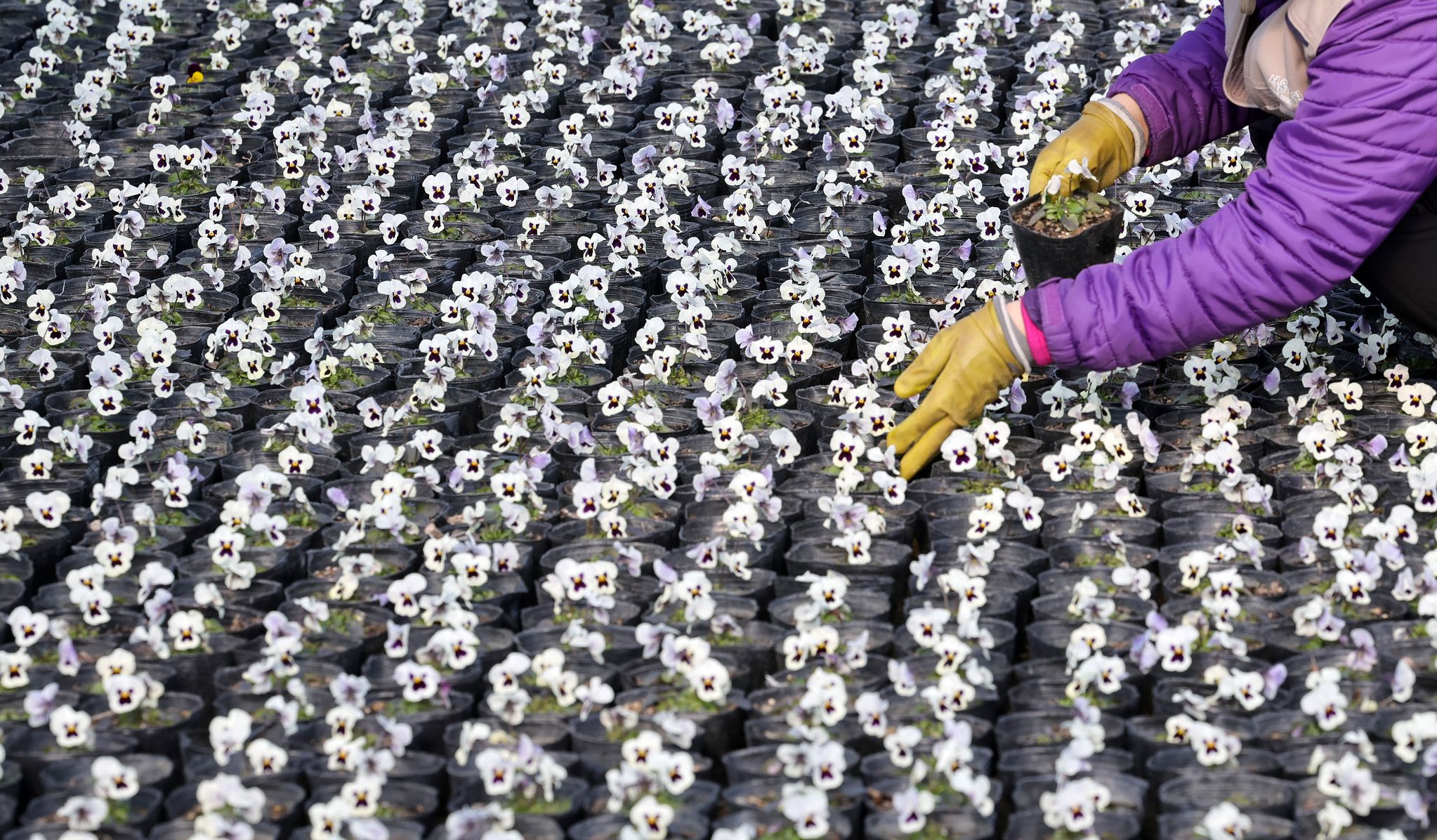입춘을 하루앞둔 지난 3일 덕은양묘장 작업자가 비올라 모종을 관리하고 있다.