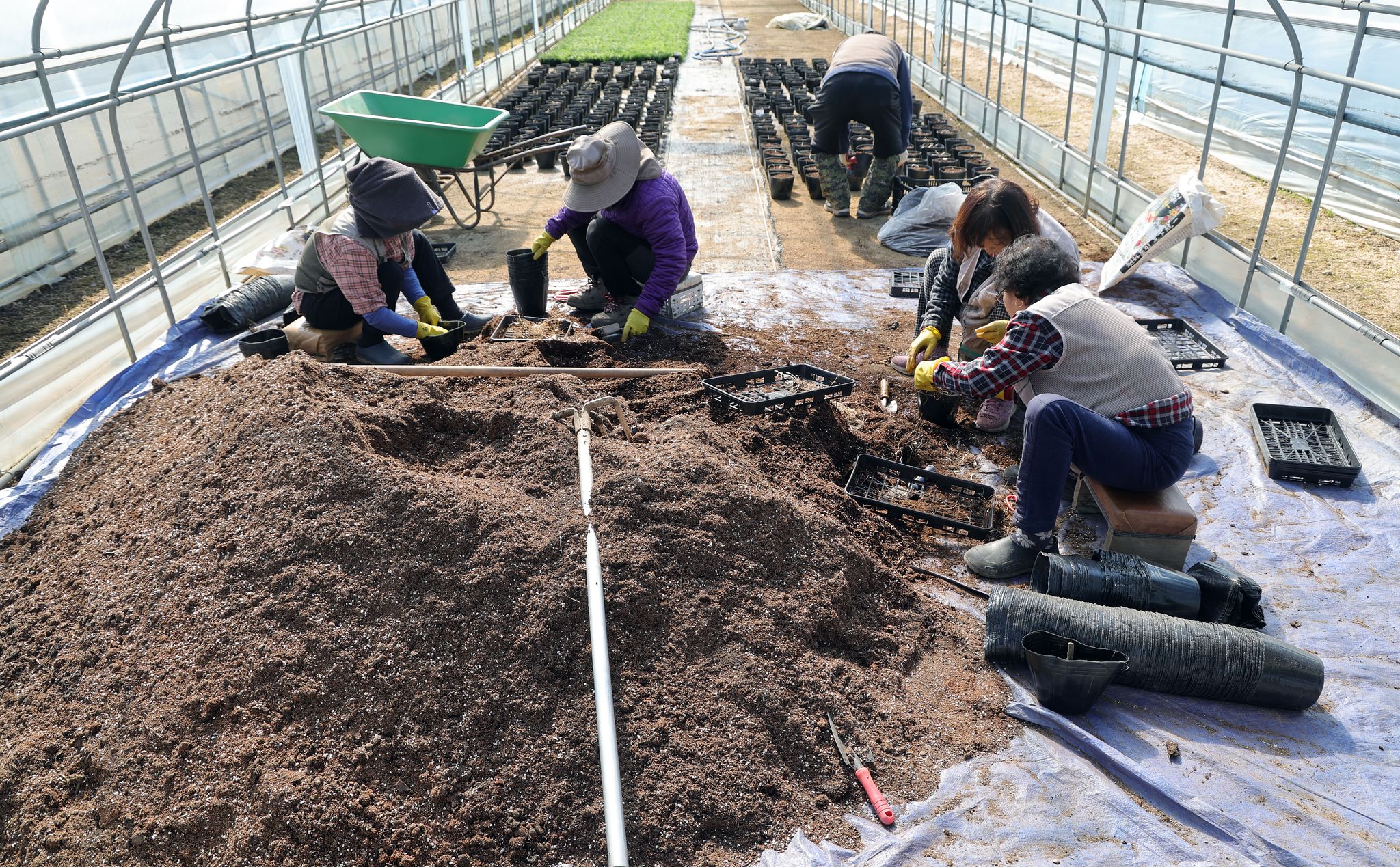 덕은양묘장 작업자들이 톱풀 뿌리를 포트에 옮겨 심고 있다.