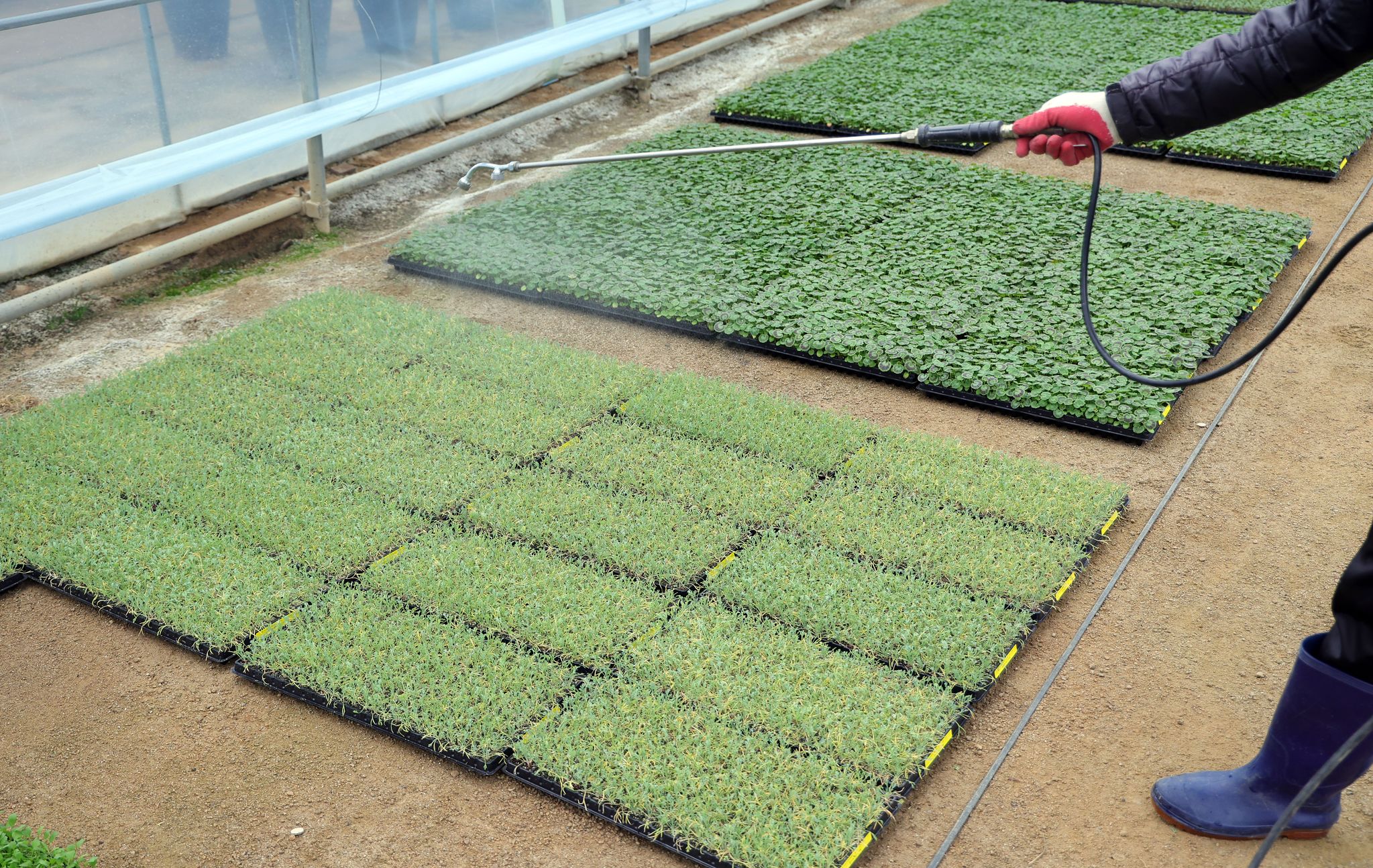 입고되는 모든 '플러그묘'는 혹시 모를 병충해 예방을 위해 소독부터 한다.