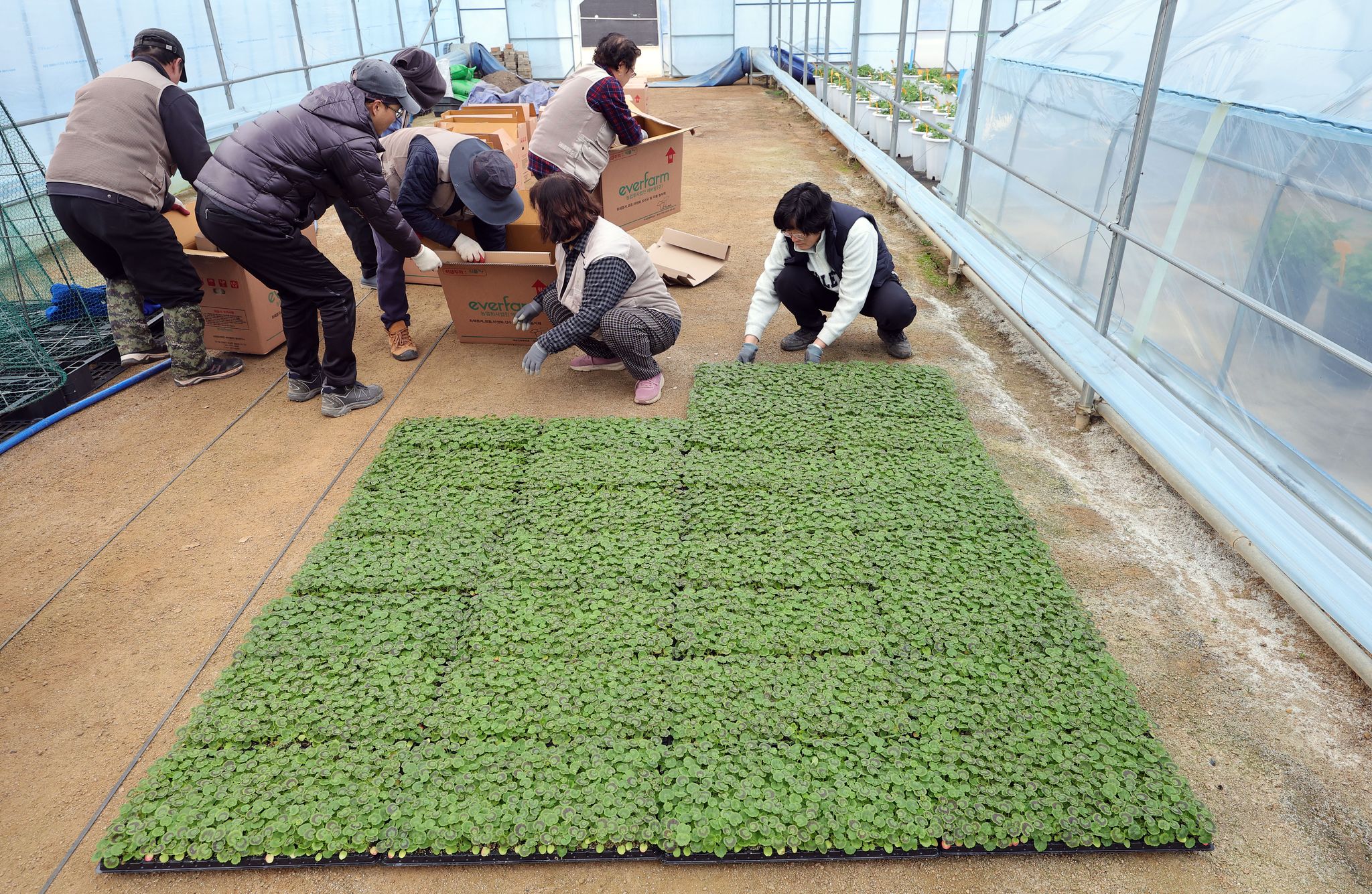  지난 10일 덕은양묘장 정선아 반장(오른쪽)과 작업자들이 입고된 '플러그묘'를 가지런히 놓고 있다.