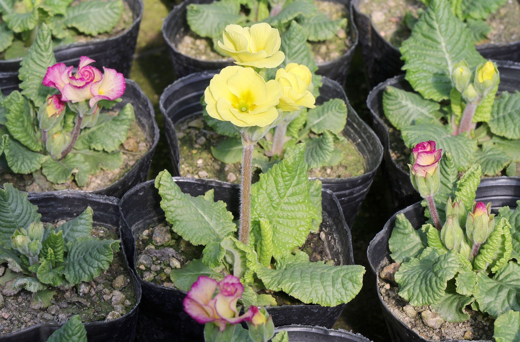 25일 프리뮬라도 꽃을 피우기 시작했다.