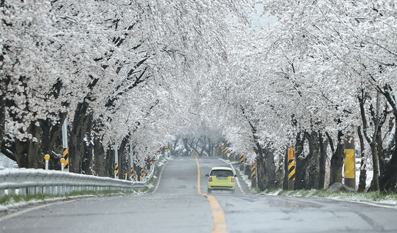 지난해 4월 14일 경남 함양군 백전면 50리 왕벚꽃터널에 밤새 내린 눈이 하얗게 쌓여있다. 연합뉴스