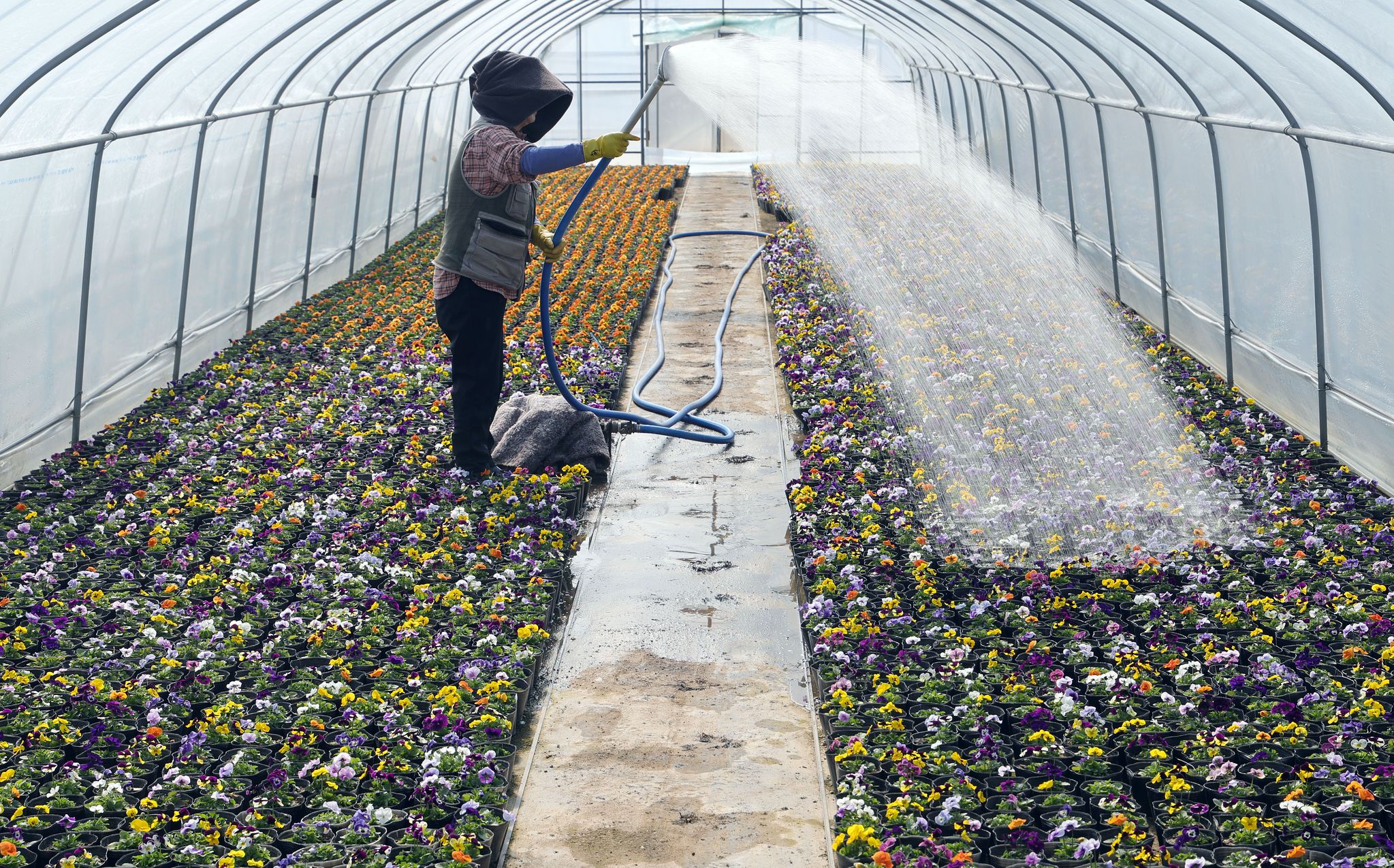 25일 덕은양묘장 작업자가 곧 출하를 앞둔 비올라에 물을 주고 있다.