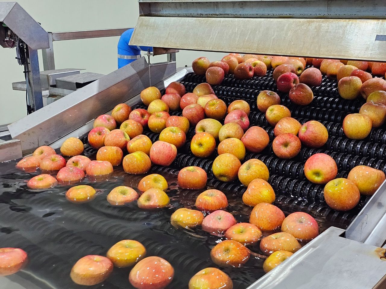 충북원예농협 보은거점 APC에 입고된 사과가 잔류농약 등 유해물질 제거를 위해 세척과정을 거치고 있다.