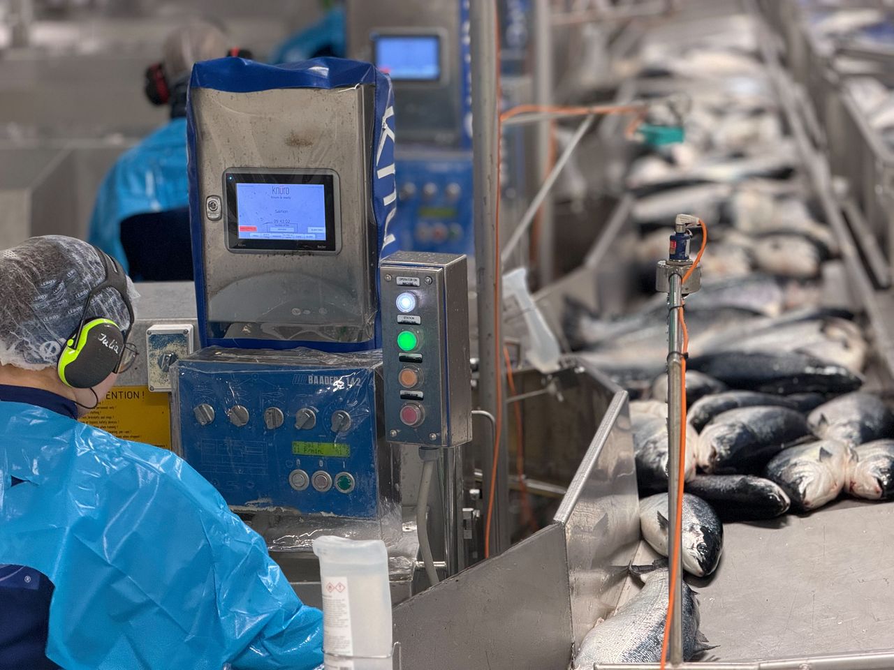 노르웨이 연어 가공공장에 바다에서 수확한 연어가 들어오고 있다. 천권필 기자