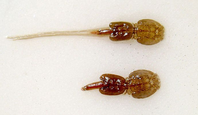 연어 양식장에 피해를 주는 바다 이. 사진 Thomas Bjørkan