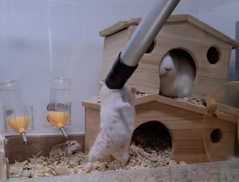 소동물이 학대당하고 있는 모습. 뉴스1