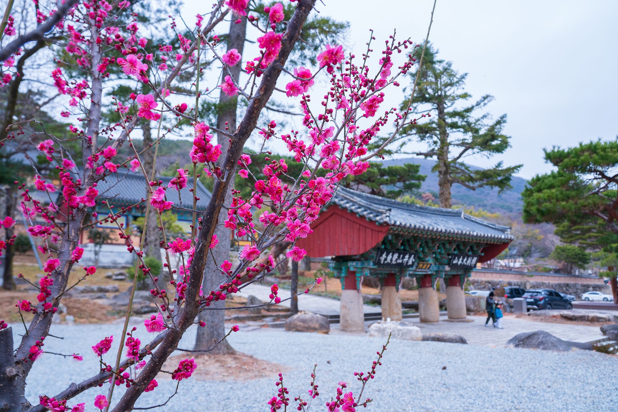 범어사 조계문 앞으로 홍매화가 활짝 피었다. 백종현 기자