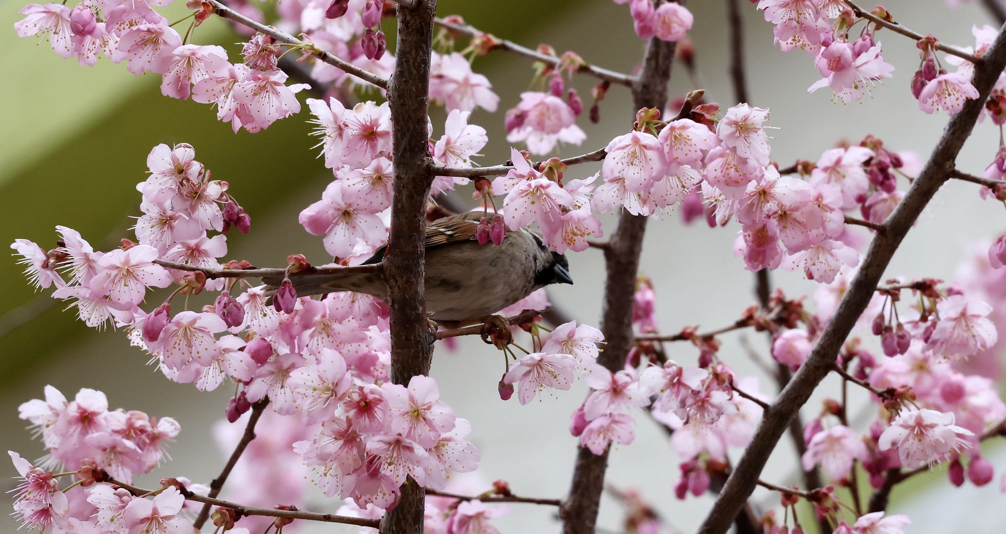 6일 부산 수영구 배화학교 정문에 벚꽃이 개화했다. 송봉근 객원기자