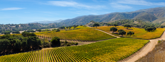 미국 캘리포니아의 하이랜즈 빈야드. 이른바 ‘김희선 와인’ 생산지다. [사진 금양인터내셔날]