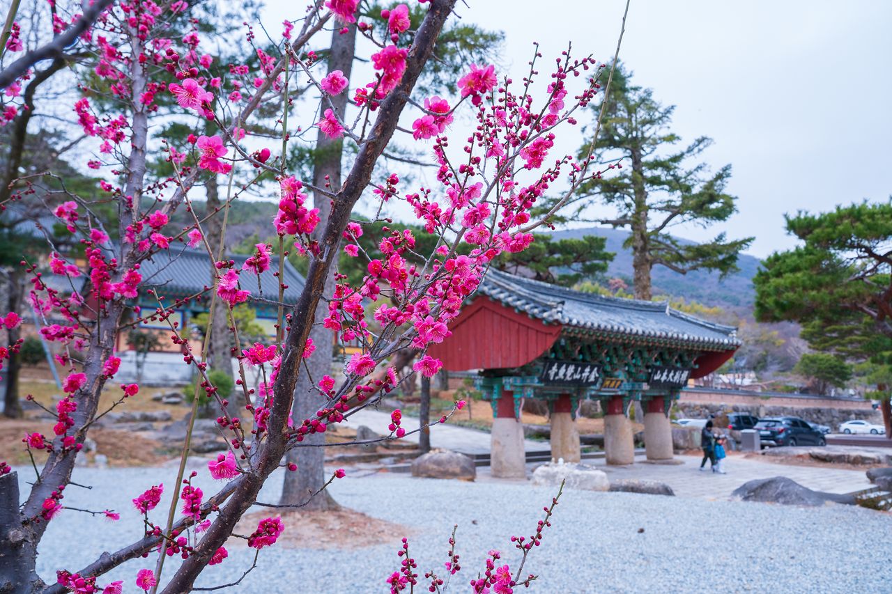 범어사 조계문 앞으로 홍매화가 활짝 피었다.