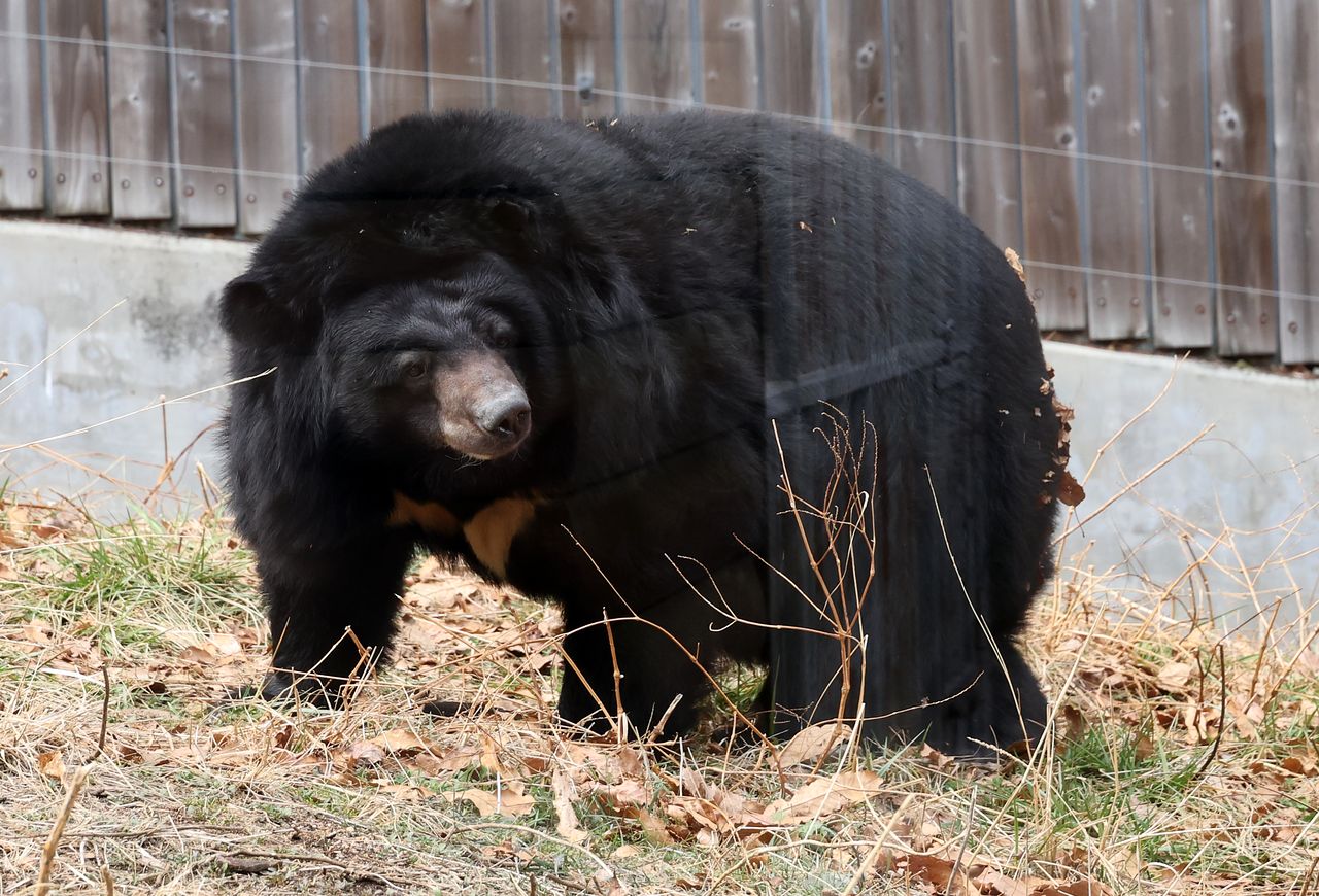 지난 4일 부산 부산진구 삼정더파크에 있는 동물사 안에서 코디악 베어가 이동하고 있다. 송봉근 객원기자
