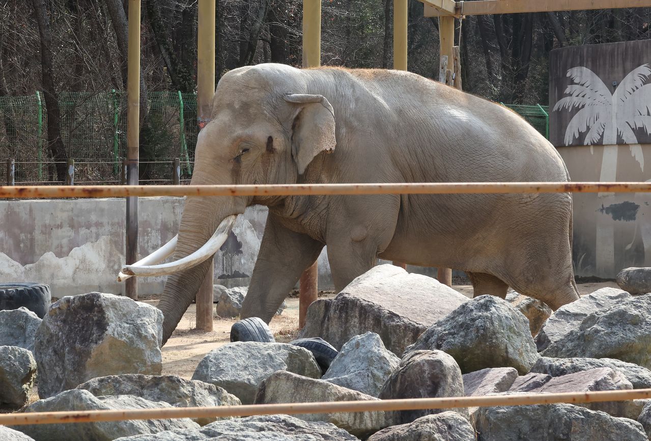지난 4일 부산 부산진구 삼정더파크 내 아시아코끼리 뭄미가 우리 안에서 이동하고 있다. 송봉근 객원기자
