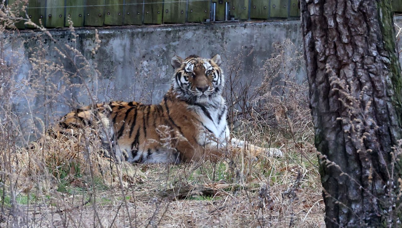 지난 4일 부산 부산진구 삼정더파크 내 시베리아 호랑이가 우리 안에 앉아 바깥쪽 사람들을 주시하고 있다. 송봉근 객원기자