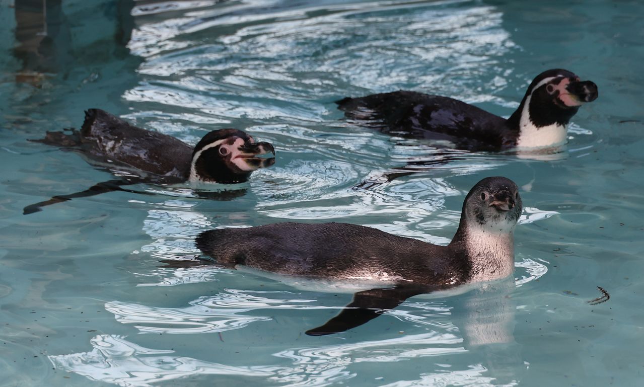지난 4일 부산 부산진구 삼정더파크에서 훔볼트 펭귄이 수영하고 있다. 송봉근 객원기자