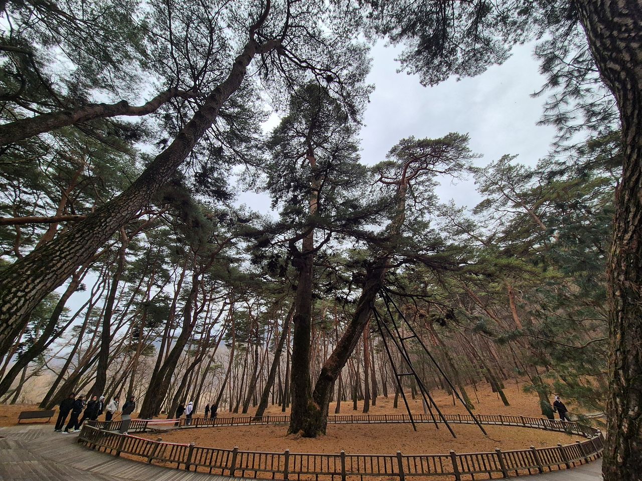 6일 오전 찾은 강원도 영월군 남면 광천리 청령포에 있는 관음송 모습. 박진호 기자. 