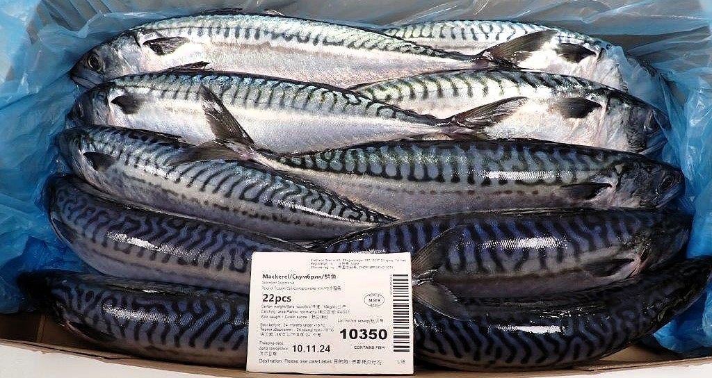 한국으로 수입되는 노르웨이 고등어. 사진 노르웨이수산물위원회