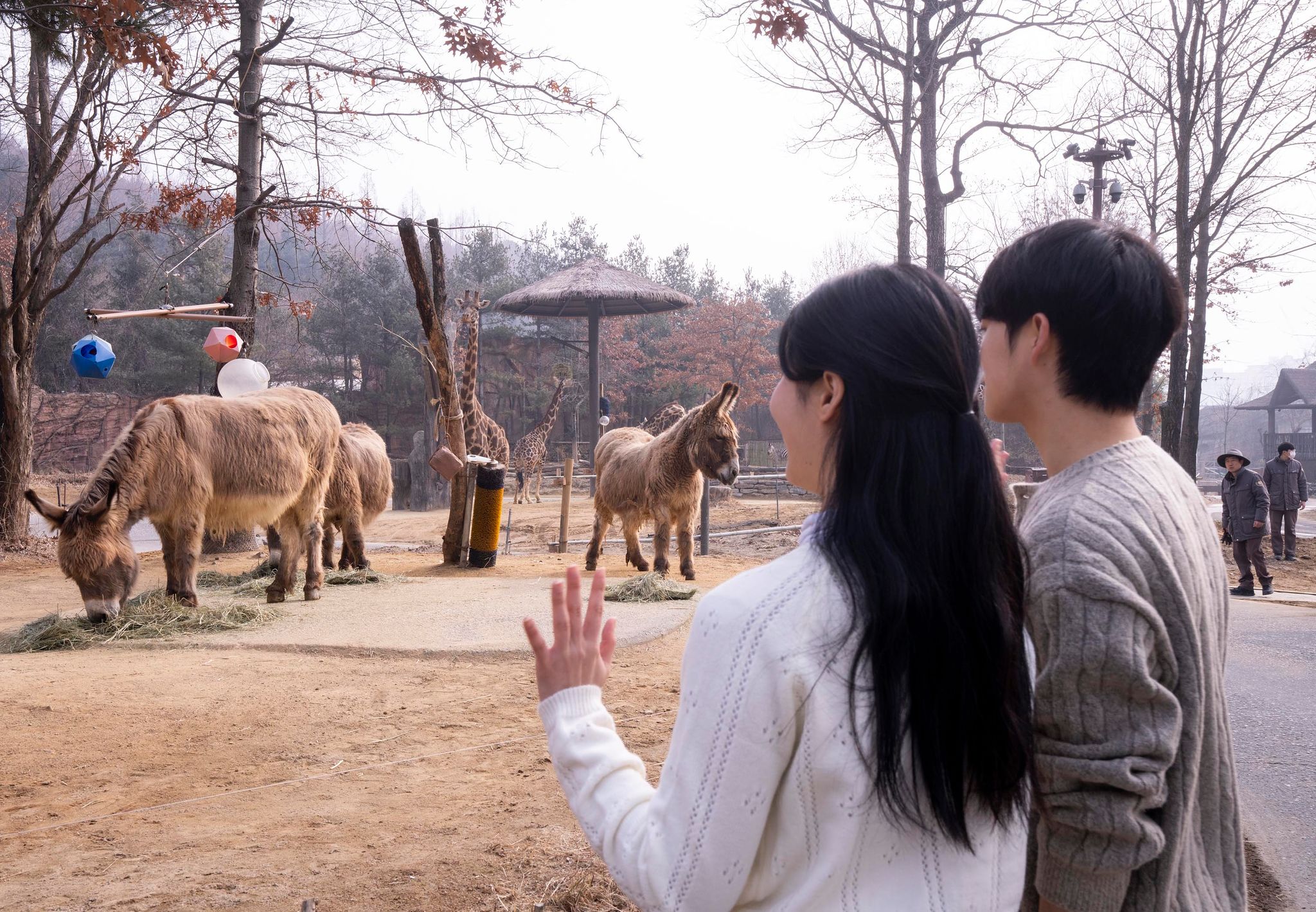 에버랜드 '로스트밸리 워킹 사파리'를 구경하는 모습. 연합뉴스