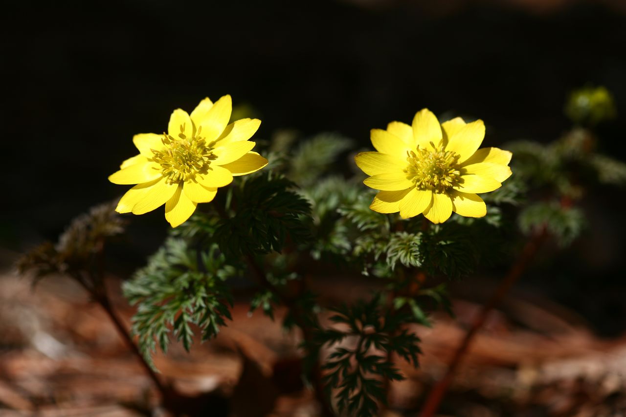 개복수초. 사진 국립수목원