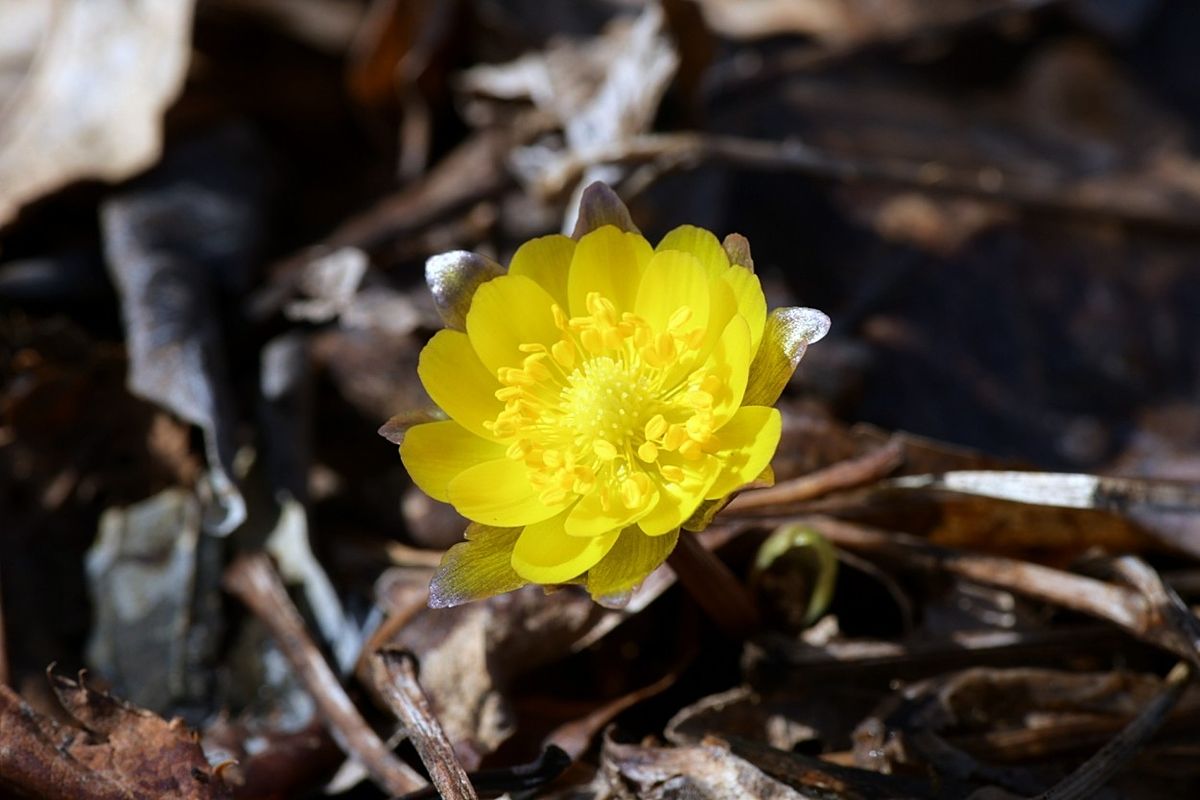 지난 8일 개화한 DMZ자생식물원 복수초. 사진 국립수목원 