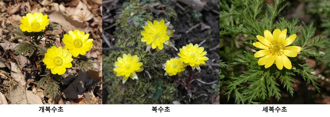 복수초 3종. 사진 국립수목원