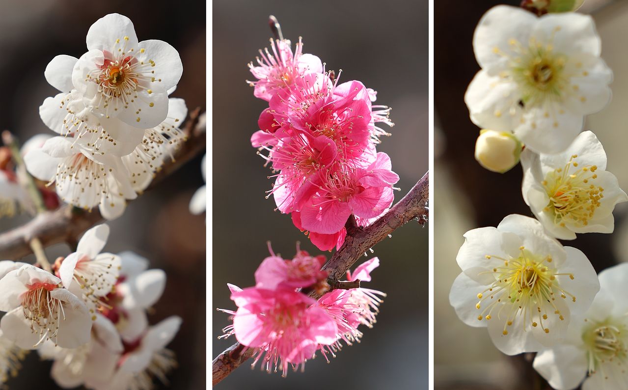 9일 전남 광양시 다압면 매화마을에 (왼쪽부터) 백매화, 홍매화, 청매화가 피어 있다. 12일 서울 강남구의 봉은사에도 홍매화가 피었다. [연합뉴스]