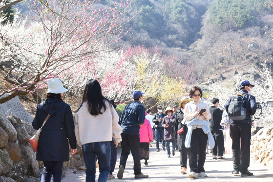 중년 세대의 전유물로 여겨진 지역 축제가 MZ세대의 유입으로 새로운 국면을 맞았다. 문체부에 따르면 코로나 이후 지역 축제 소셜 언급량은 지난해 9300건으로 2019년 대비 40.9% 상승했다. 사진은 매화축제 모습. 뉴스1