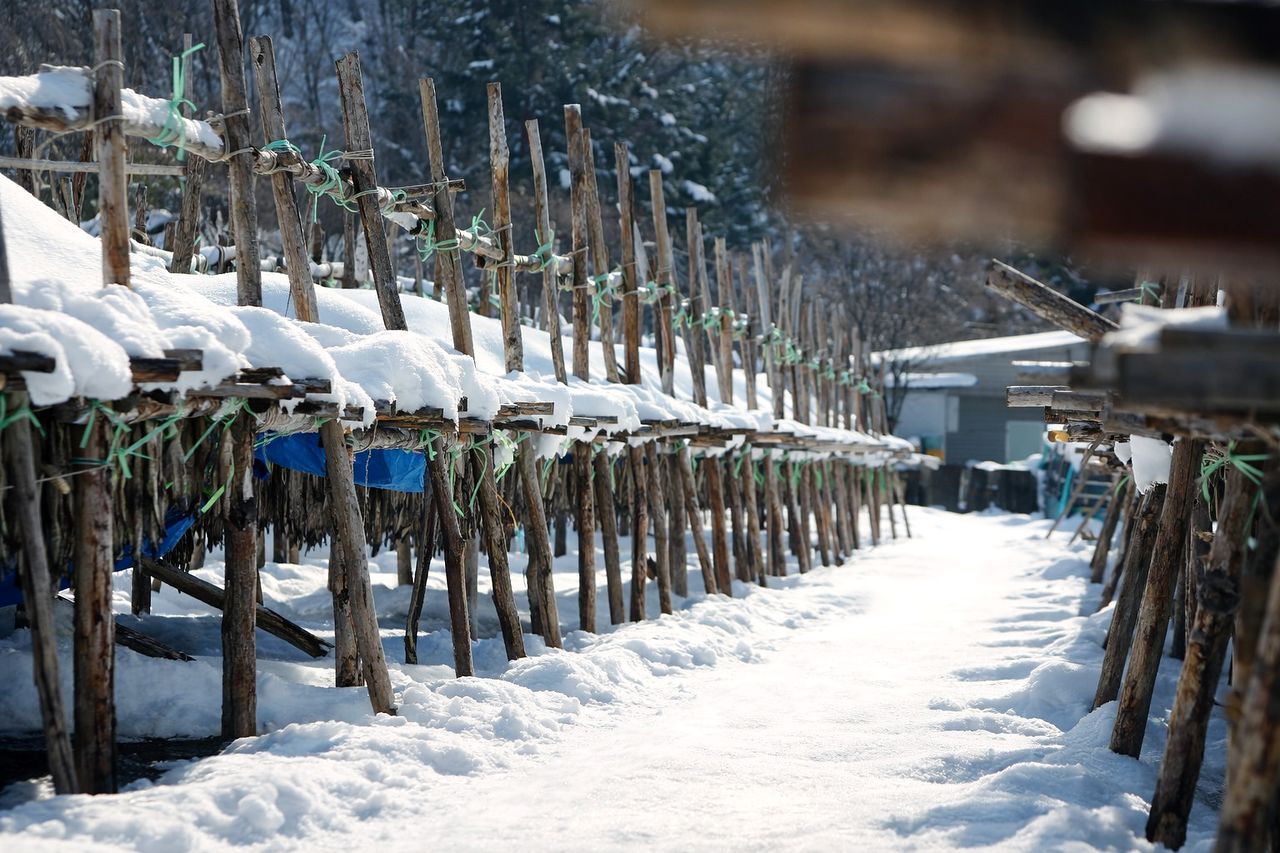 지난 5일 강원 인제군 북면 용대리 황태덕장이 최근 내린 폭설로 뒤덮여 있다. [연합뉴스]
