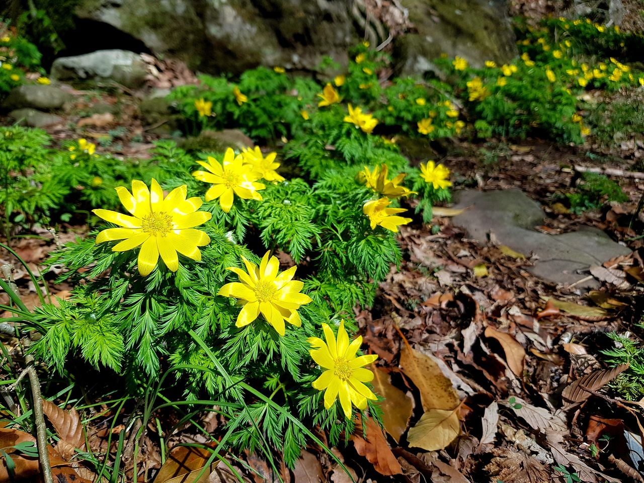 마흐니숲길과 왕이메오름에서는 흐드러진 복수초 군락을 만날 수 있다. 