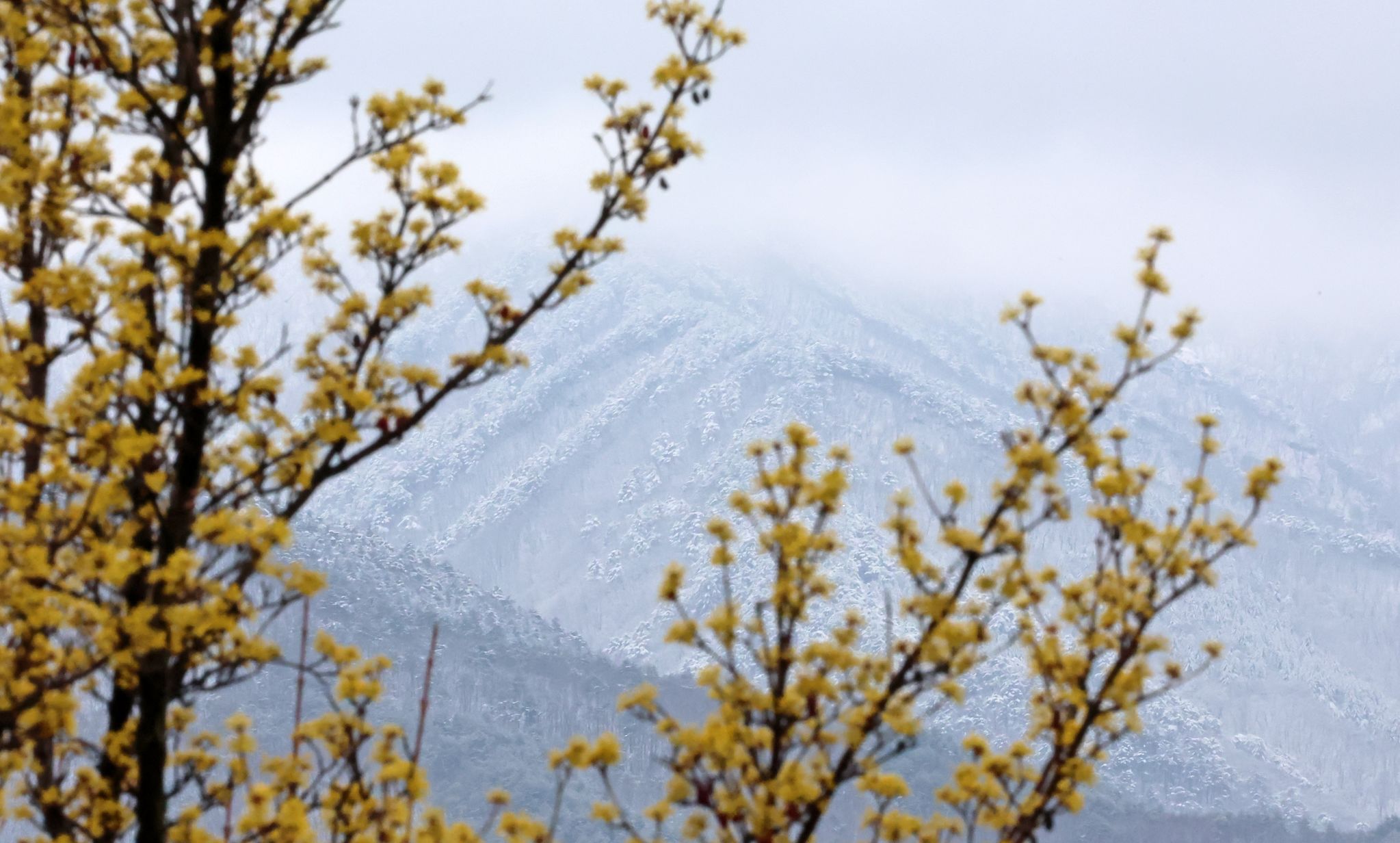강원 산간에 폭설이 쏟아진 13일 강릉시 구정면의 도로변에 핀 산수유꽃 너머로 백두대간이 흰 눈에 덮여 있다. 연합뉴스