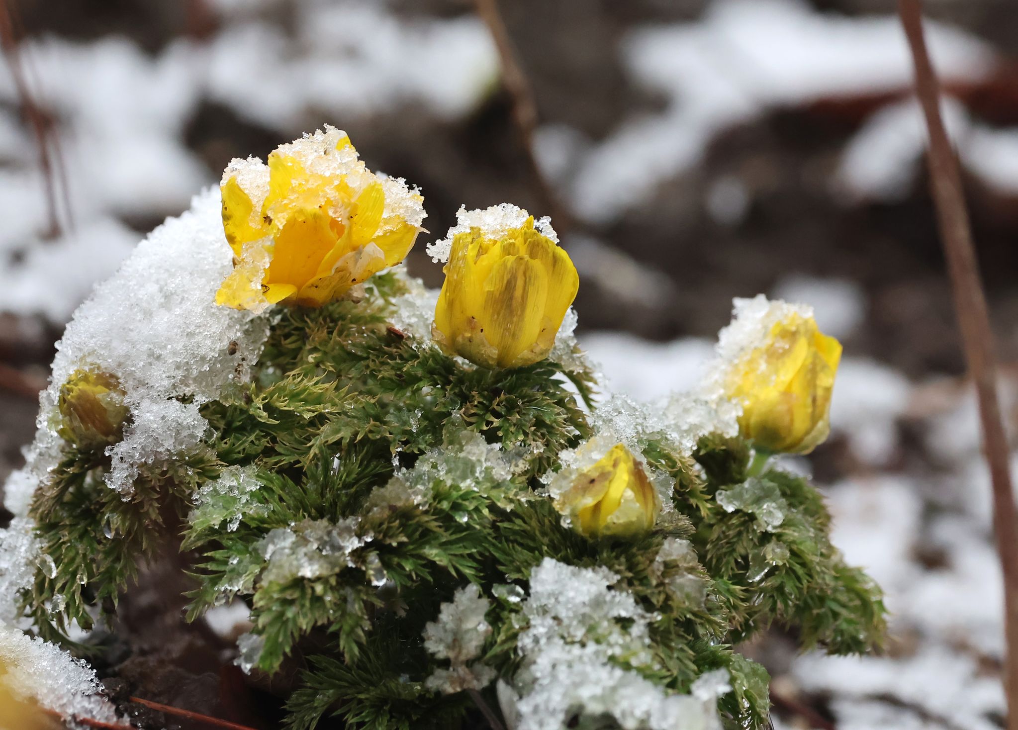 강원 산간에 폭설이 쏟아진 13일 대관령 기슭인 강릉시 구정면의 한 계곡에서 노란 꽃을 피운 복수초가 흰 눈에 덮여 있다. 연합뉴스