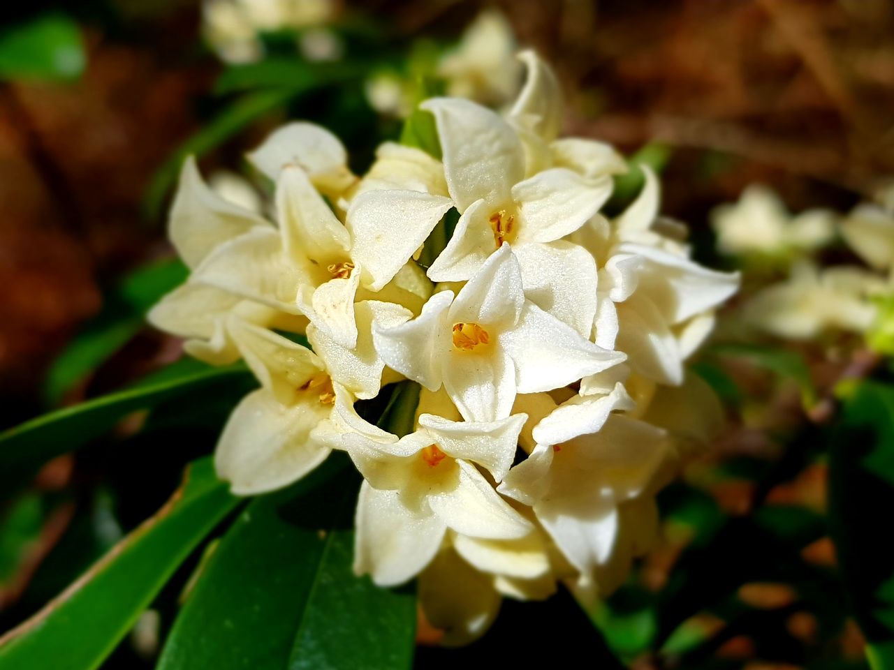 짙은 향기가 매혹적인 백서향. 저지곶자왈에 향이 진동했다.