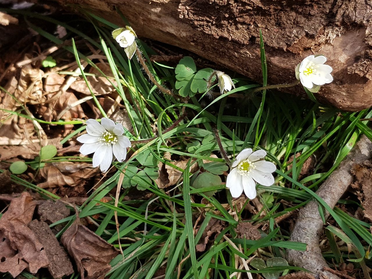 왕이메오름에서 본 노루귀.