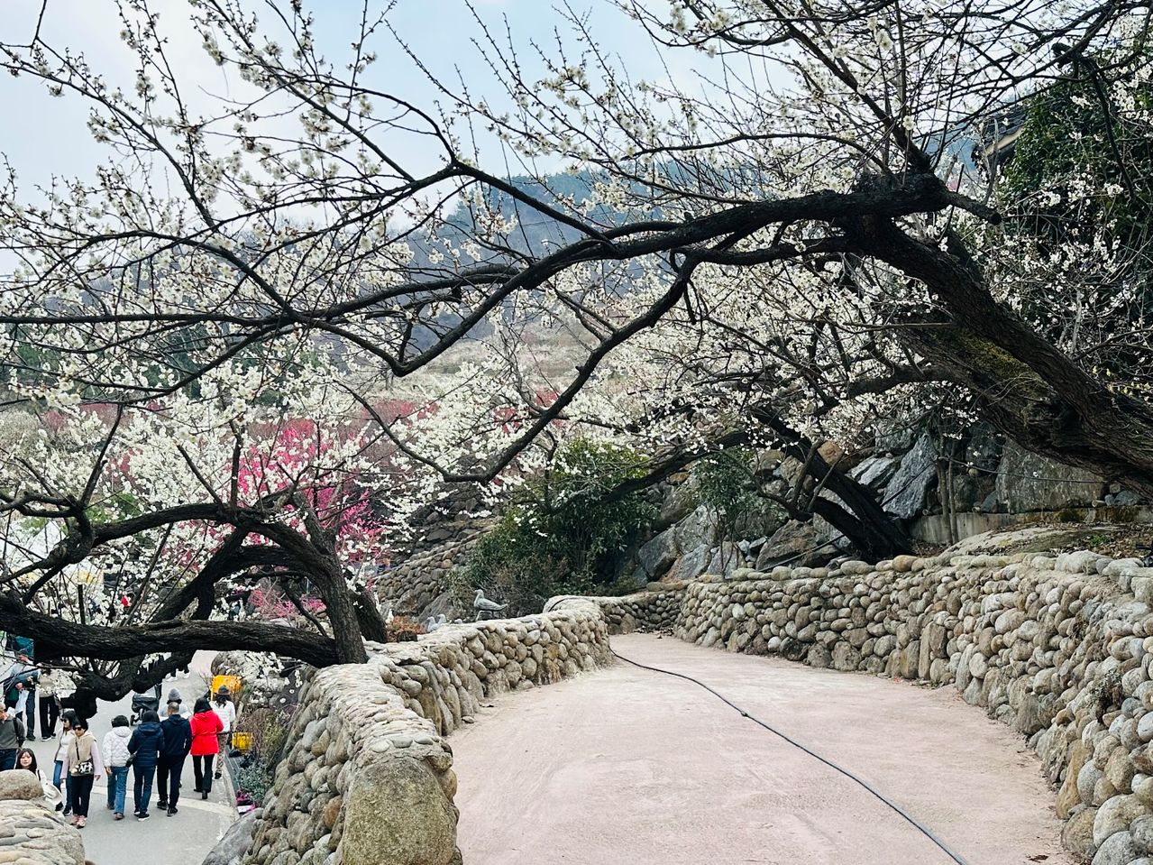 전남 광양시 섬진강변 33만㎡(약 10만평)를 무대로 펼쳐지는 매화축제장 전경. 사진 광양시