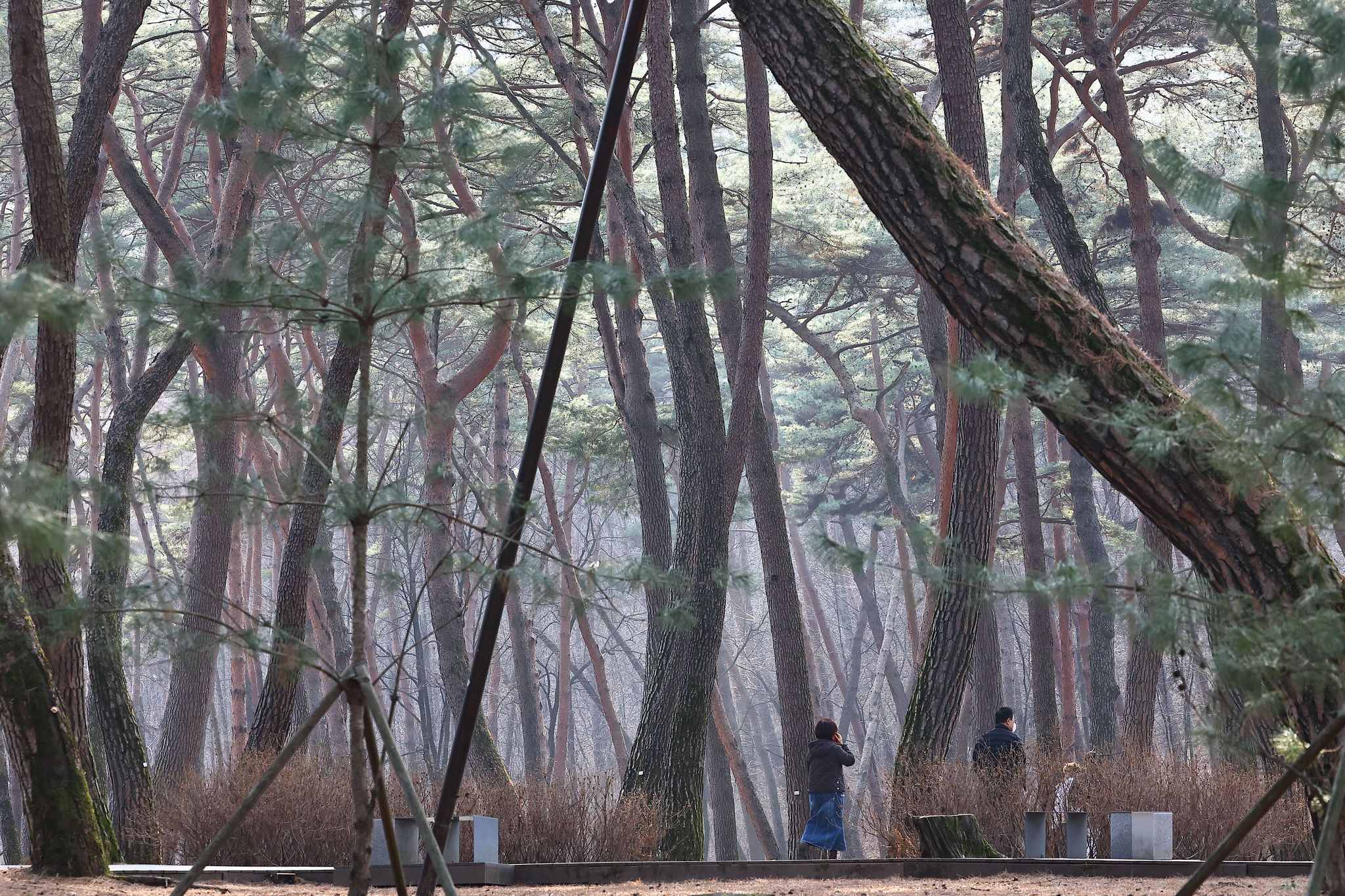 청령포 숲은 2004년 산림청이 천 년의 숲으로 지정했다. 