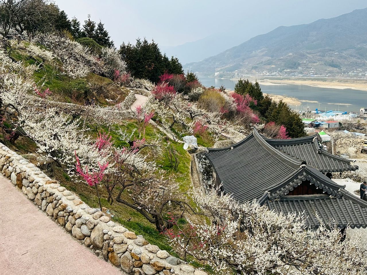 전남 광양시 섬진강변 33만㎡(약 10만평)를 무대로 펼쳐지는 매화축제장 전경. 사진 광양시