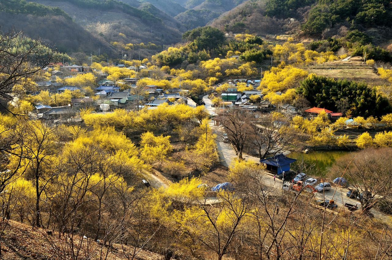 산수유 꽃이 노랗게 만개한 전남 구례군 산동면 일대의 전경. 사진 구례군