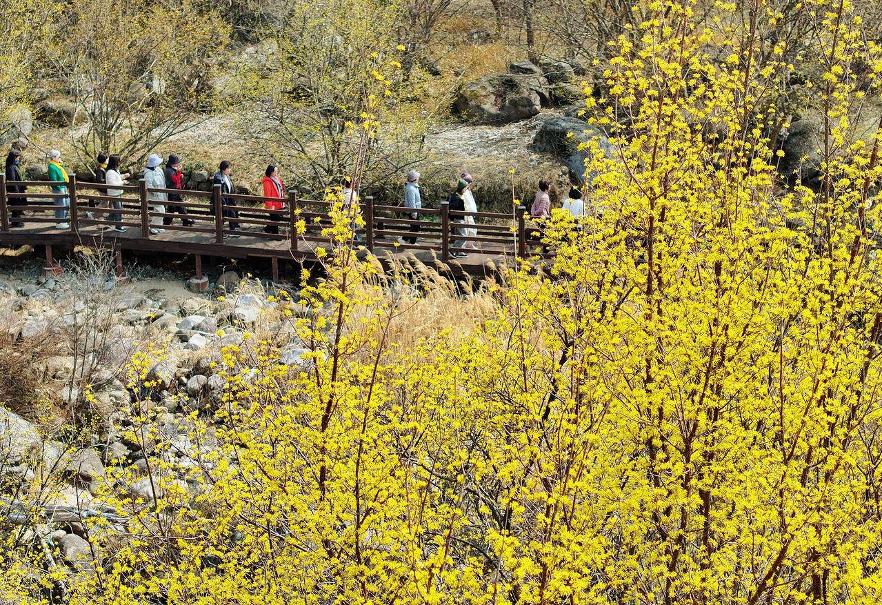 지난 11일 전남 구례군 산동면 반곡마을에서 상춘객들이 노랗게 꽃망울을 터뜨린 산수유꽃을 감상하며 산책하고 있다. 제27회 구례산수유꽃축제가 산동면 일원에서 오는 14일부터 22일까지 9일간 열린다. 연합뉴스