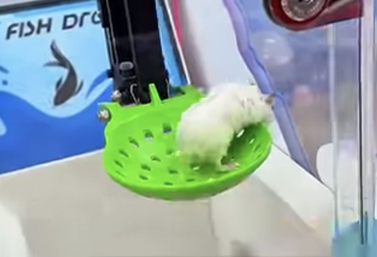 중국 한 쇼핑몰 게임 센터에서 햄스터를 넣은 뽑기 게임기를 운영하는 모습. 사진 유튜브 캡처