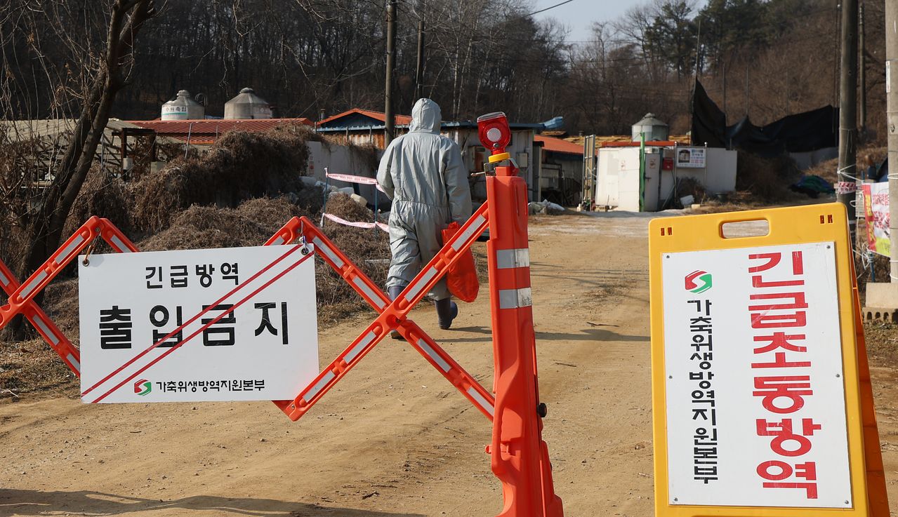 지난달 20일 경기 평택시의 한 양돈농장에서 고병원성 아프리카돼지열병(ASF) 발생해 방역당국이 통제 및 방역 작업을 하고 있다. 뉴스1