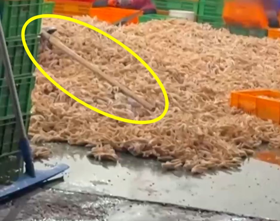 비위생적인 환경에서 가공되고 있는 닭발들. 사진 CCTV 캡처