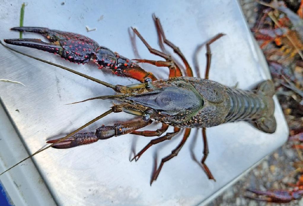 생태계교란종으로 지정된 미국가재. 사진 국립생태