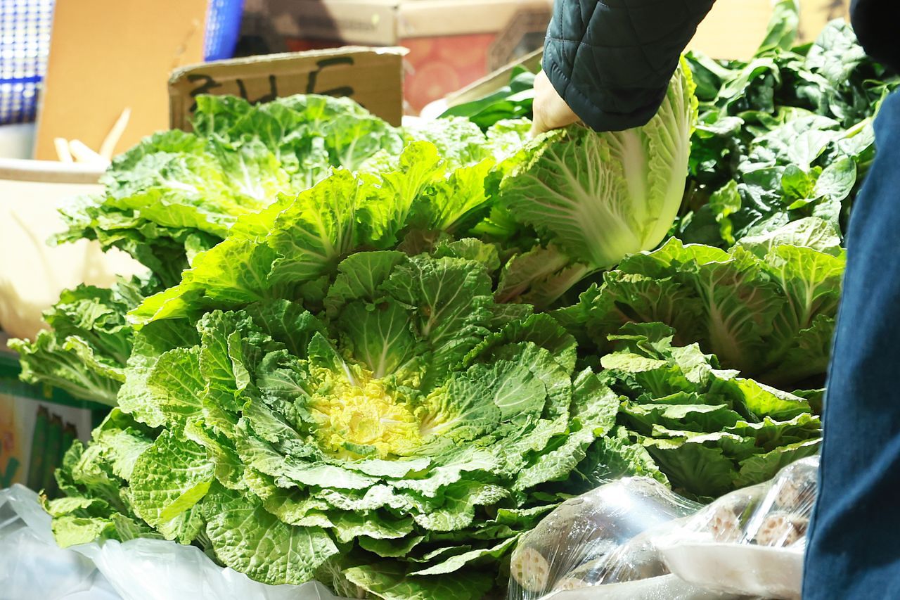 '두바이 쫀득 쿠키'(두쫀쿠)에 이어 '봄동 비빔밥'이 인기를 끌면서 봄 제철 채소인 봄동 가격이 한 달 새 30% 가까이 오른 것으로 나타났다. 사진은 4일 서울의 한 시장에서 봄동을 고르는 시민. 연합뉴스