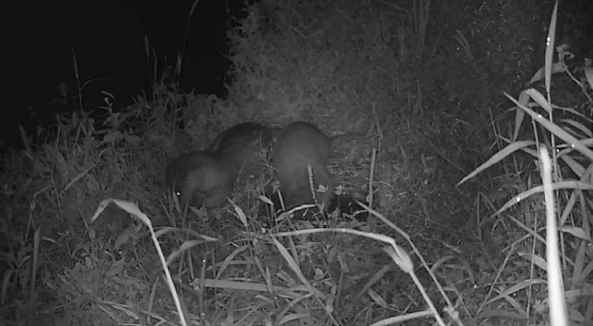 미국가재 섭식하는 수달. 사진 국립생태원