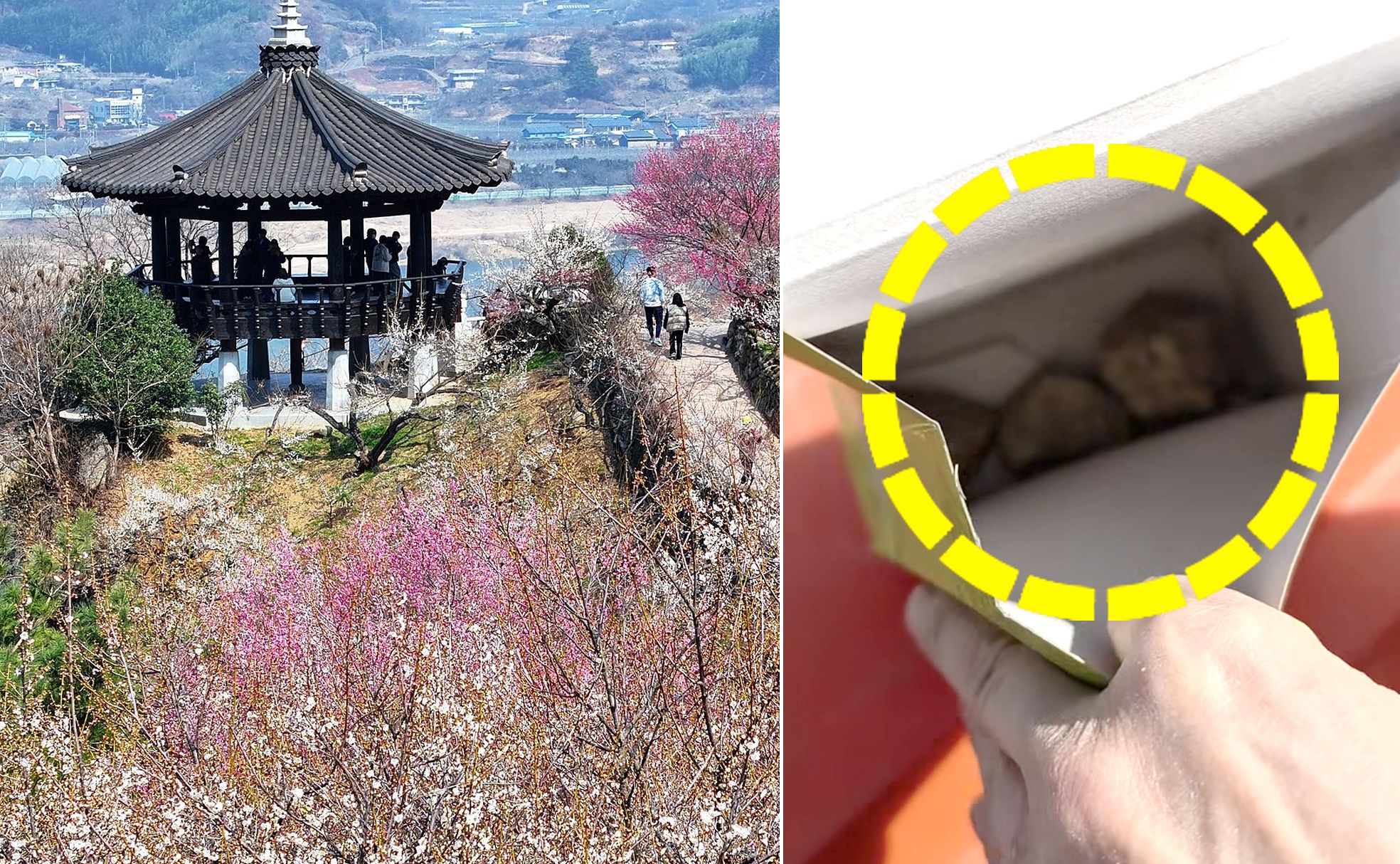 제25회 광양매화축제가 열리고 있는 전남 광양시 다압면 매화마을의 한 노점에서 판매된 군밤에 돌멩이가 들어있다. 사진 스레드 캡처