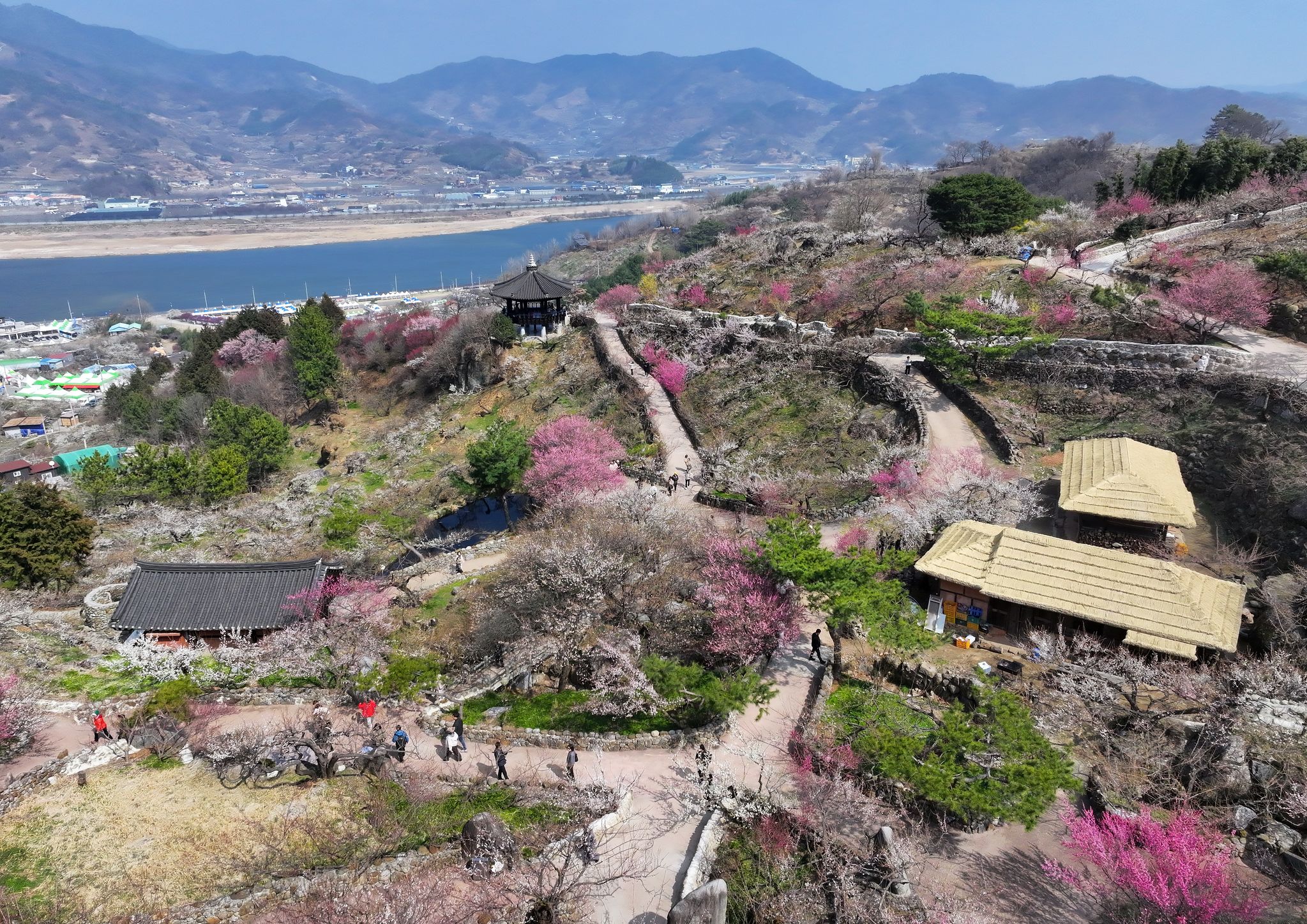지난 9일 전남 광양시 다압면 매화마을에 봄꽃 매화가 피어 있다. 연합뉴스