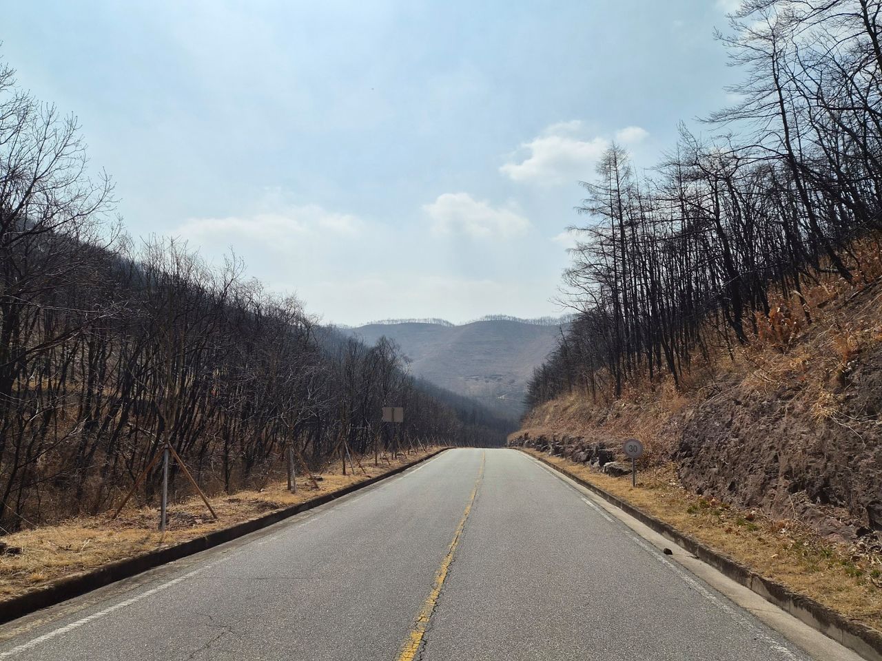 지난 16일 경북 안동시 일직면 남안동CC로 향하는 길가 주변의 나무들이 산불 피해로 말라 죽어 있다. 김정석 기자
