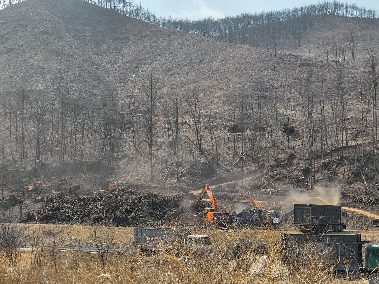 지난 16일 경북 안동시 일직면에서 산불 피해 고사목 제거 작업이 한창이다. 김정석 기자