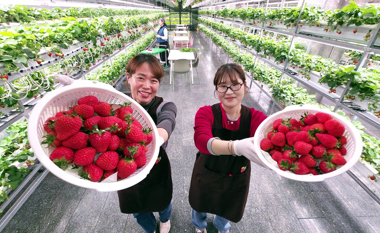 대전 둔산동 폐지하보도에 스마트팜이 들어섰다. ㈜모던이 임차해 만들었다. 김성태 객원기자